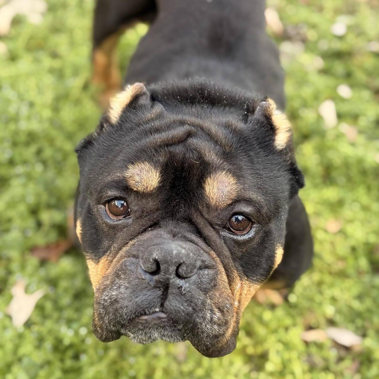 Beaumont (20260301-02), adopted, Adult Male Bulldog.