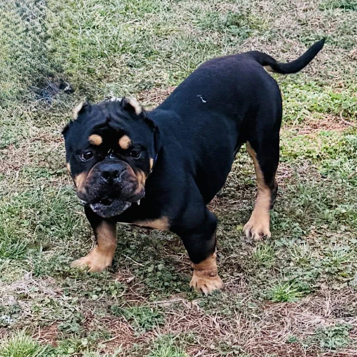 Enlarge Beaumont (20260301-02), an adopted mixed breed in Niagara on the Lake, ON image 2/5