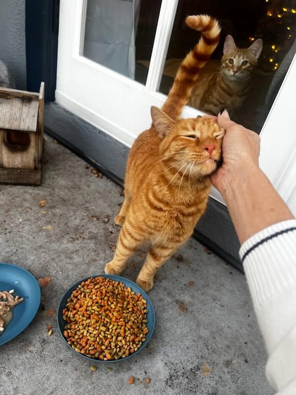 Simba (ADOPTED!), Adopted, Young Male Tabby.