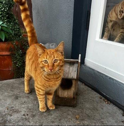 Enlarge Simba (ADOPTED!), a Adopted Tabby in Monrovia, CA image 2/2