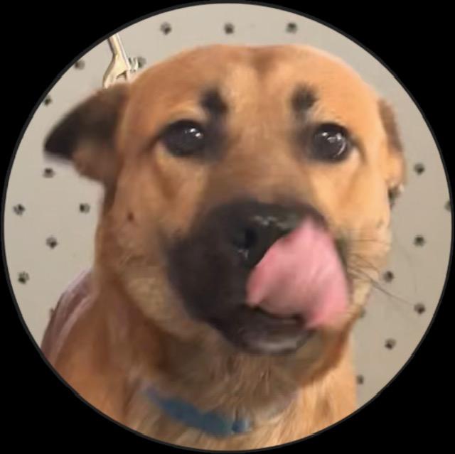 Ollie, adopted, Young Male Hound & Shepherd.
