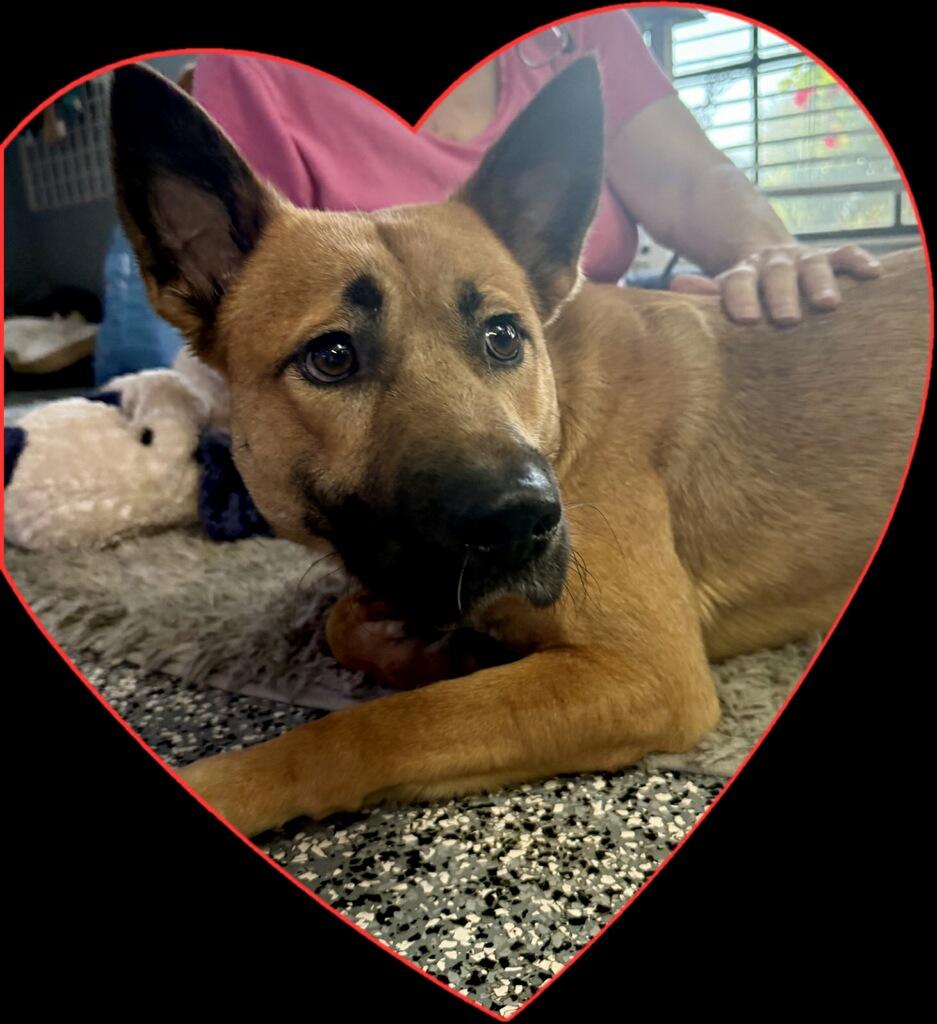 Enlarge Ollie, an adopted mixed breed in Milwaukee, WI image 2/3