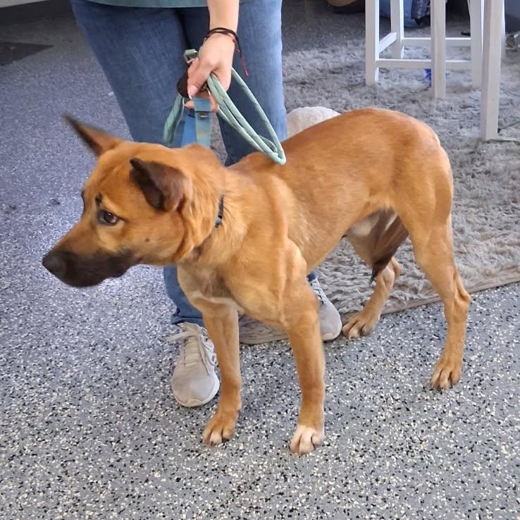 Enlarge Ollie, an adopted mixed breed in Milwaukee, WI image 3/3