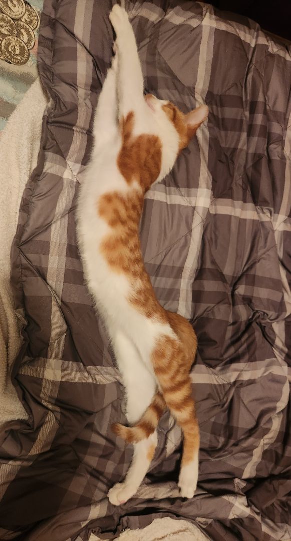 Enlarge Oliver, a Adopted Tabby in Novi, MI image 1/6