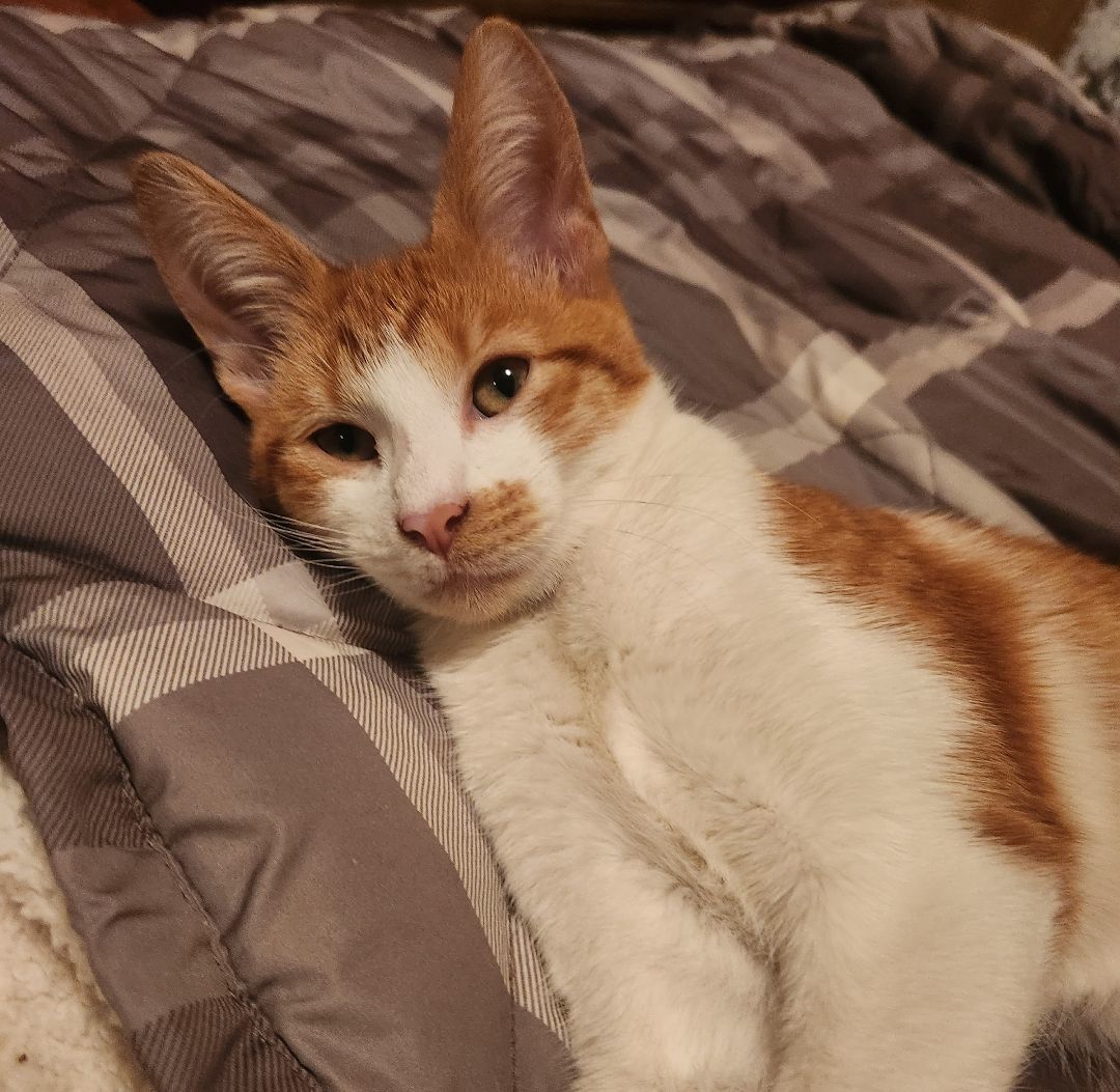 Enlarge Oliver, a Adopted Tabby in Novi, MI image 2/6