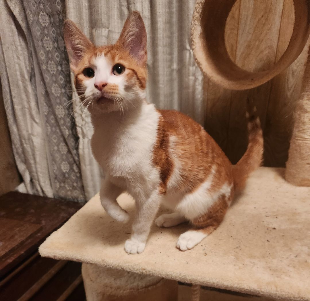 Enlarge Oliver, a Adopted Tabby in Novi, MI image 3/6