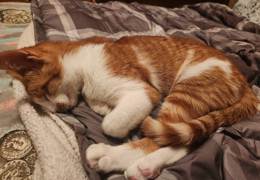 Enlarge Oliver, a Adopted Tabby in Novi, MI image 4/6