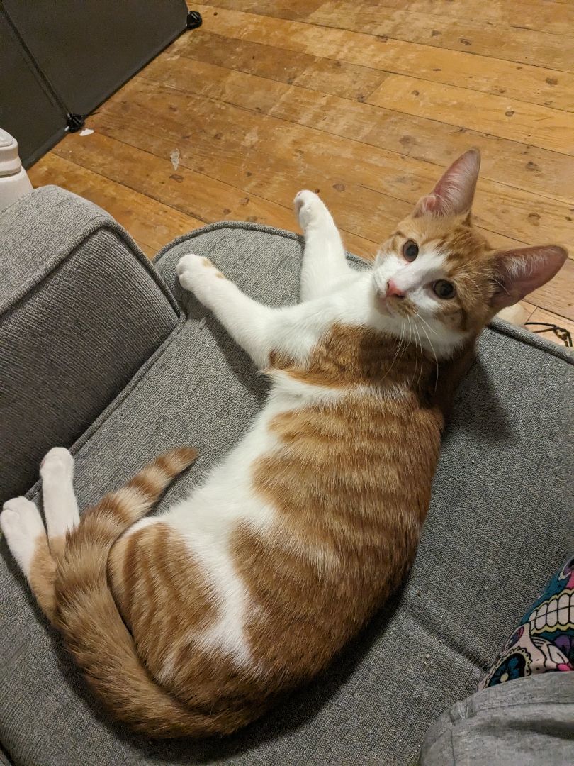 Enlarge Oliver, a Adopted Tabby in Novi, MI image 5/6