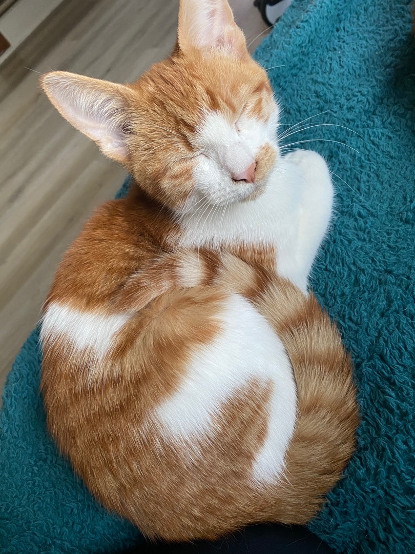 Enlarge Oliver, a Adopted Tabby in Novi, MI image 6/6