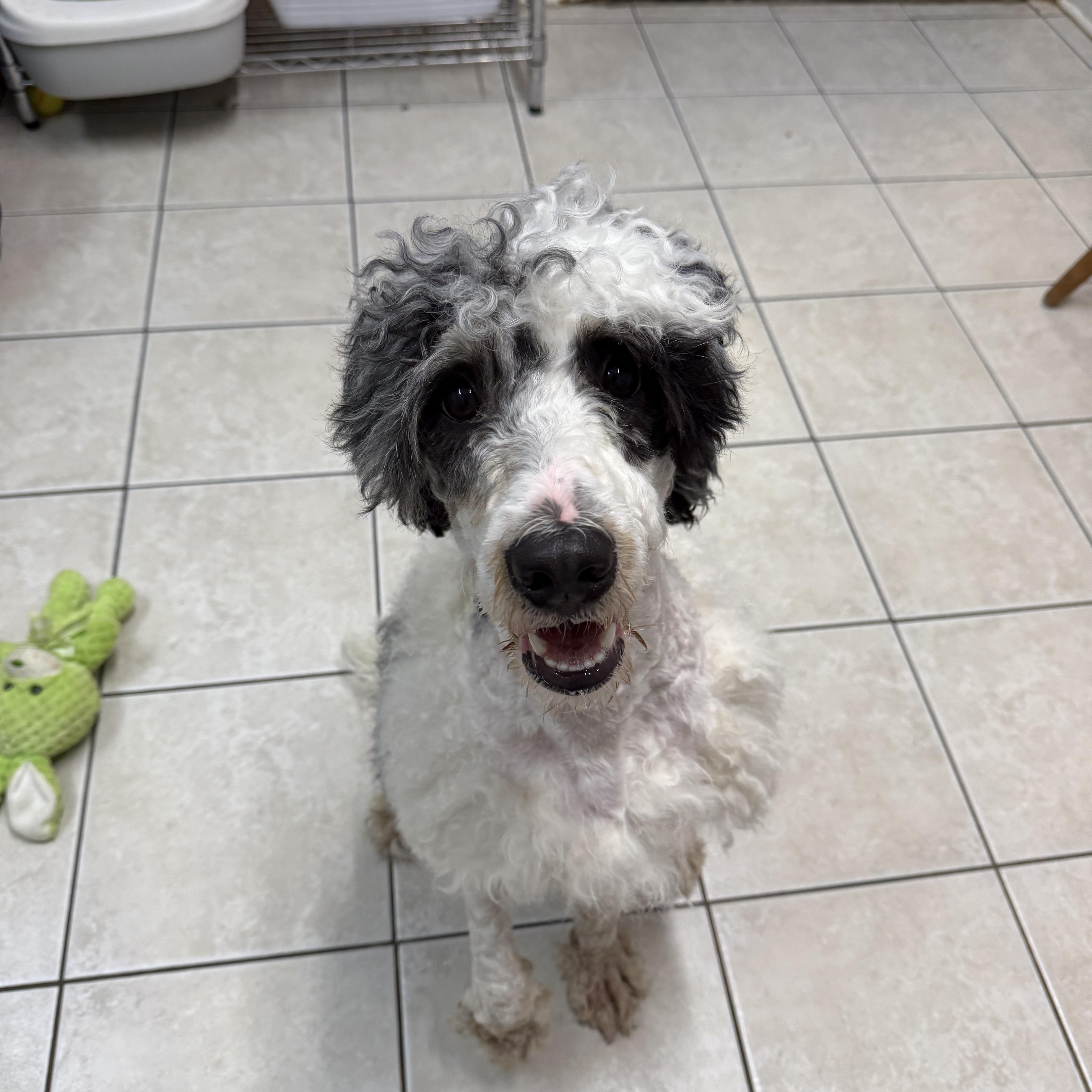Enlarge Georgie, a ADOPTABLE Bernadoodle in Hendersonville, TN image 1/1
