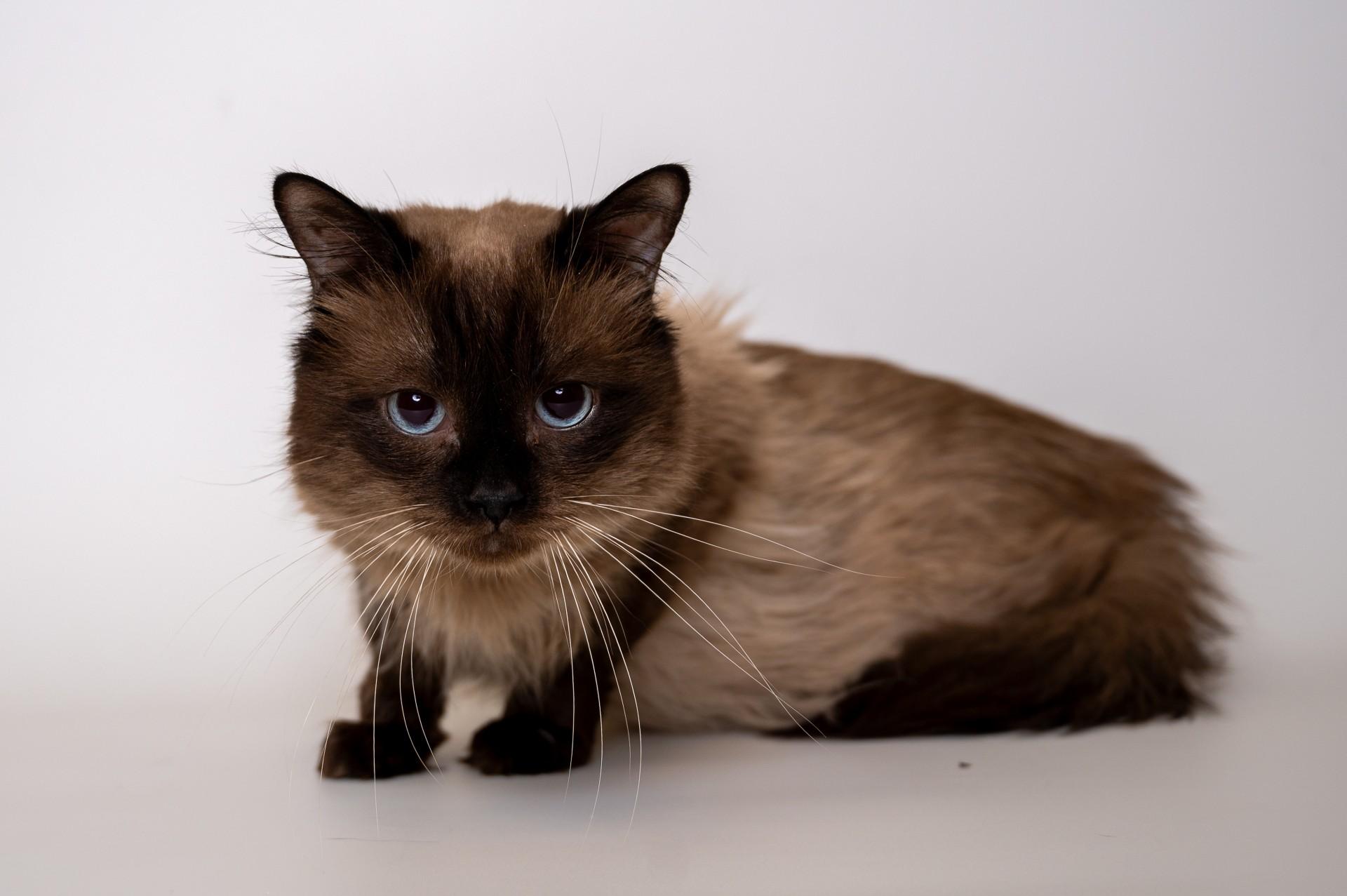 Willis, Adult Male unknown
