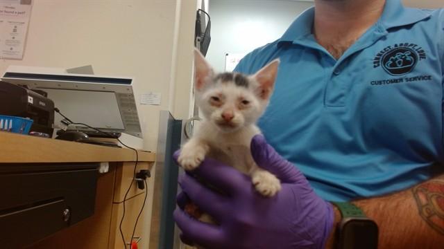 SAMANTHA, Adoptable, Kitten Female Domestic Short Hair.