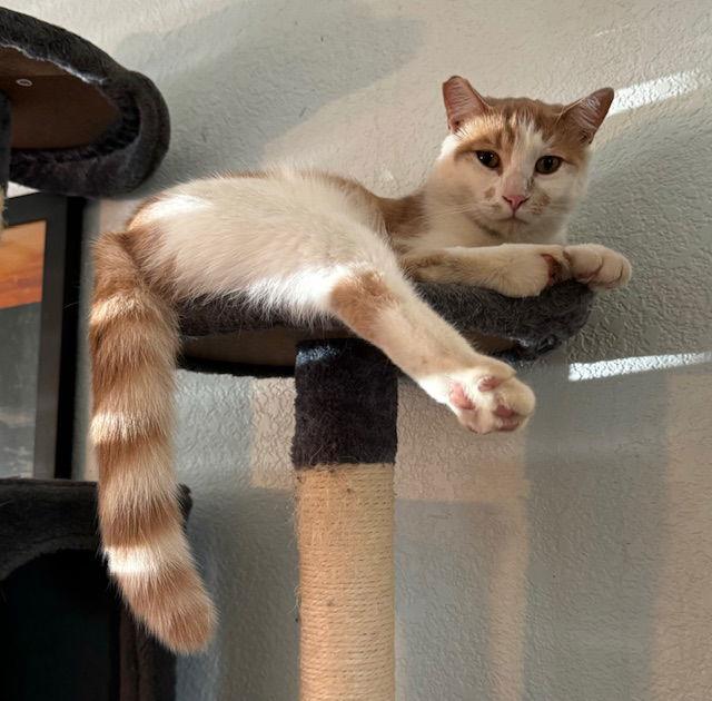 Enlarge Maniko, a Adoptable Domestic Short Hair in Visalia, CA image 2/2