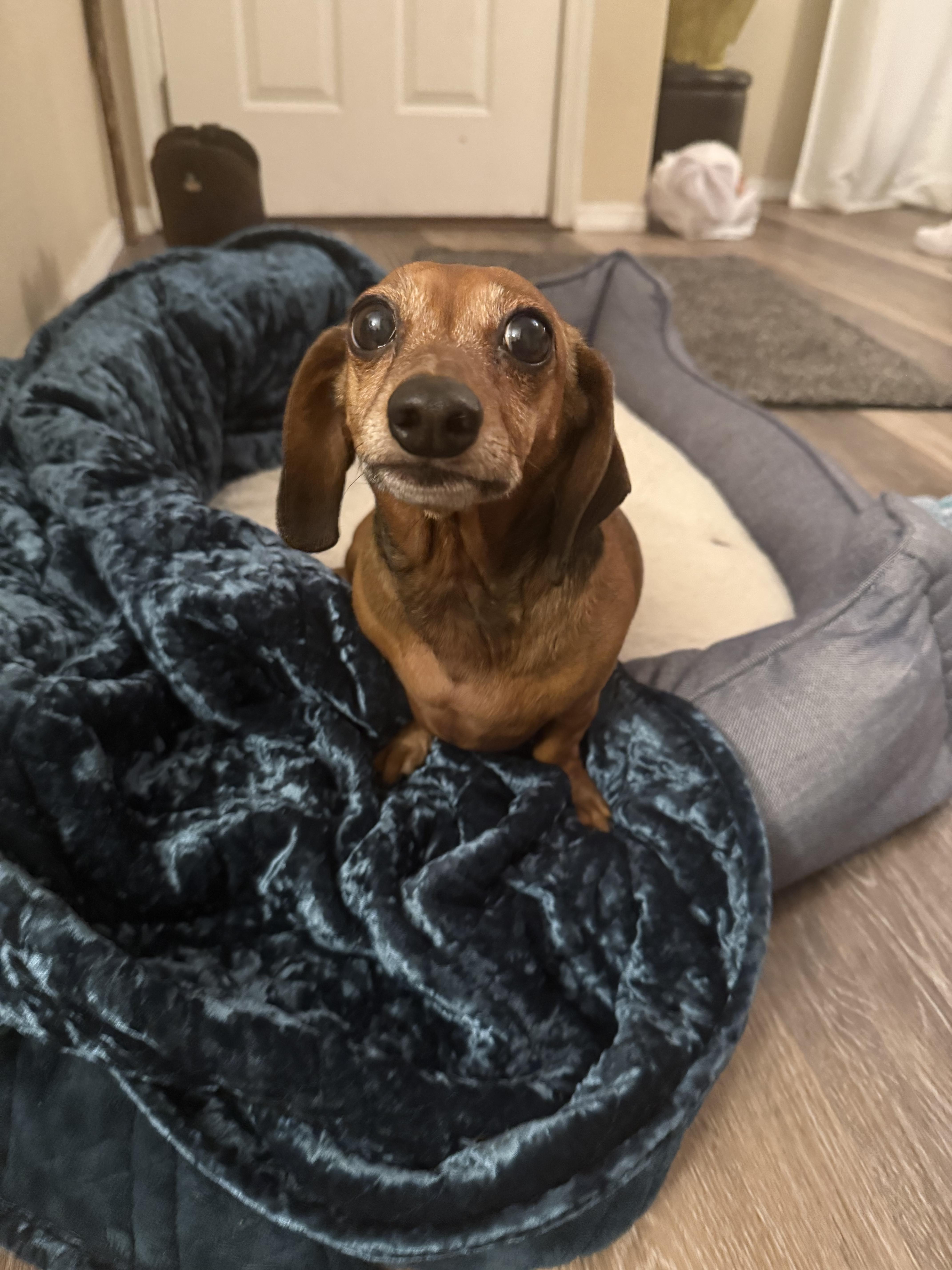 Josie, Adoptable, Adult Female Dachshund.