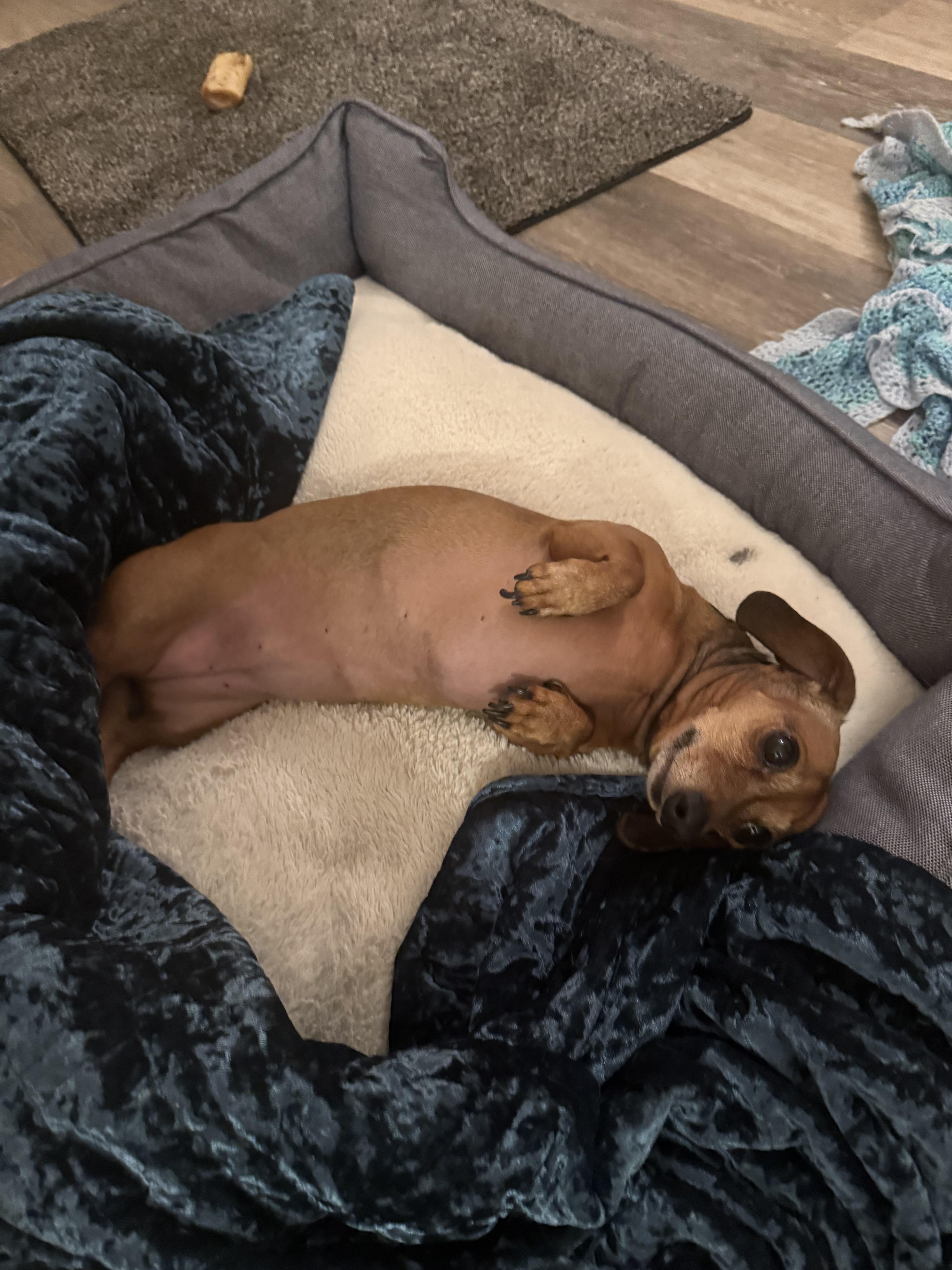 Enlarge Josie, a Adopted Dachshund in Twin Falls, ID image 2/4