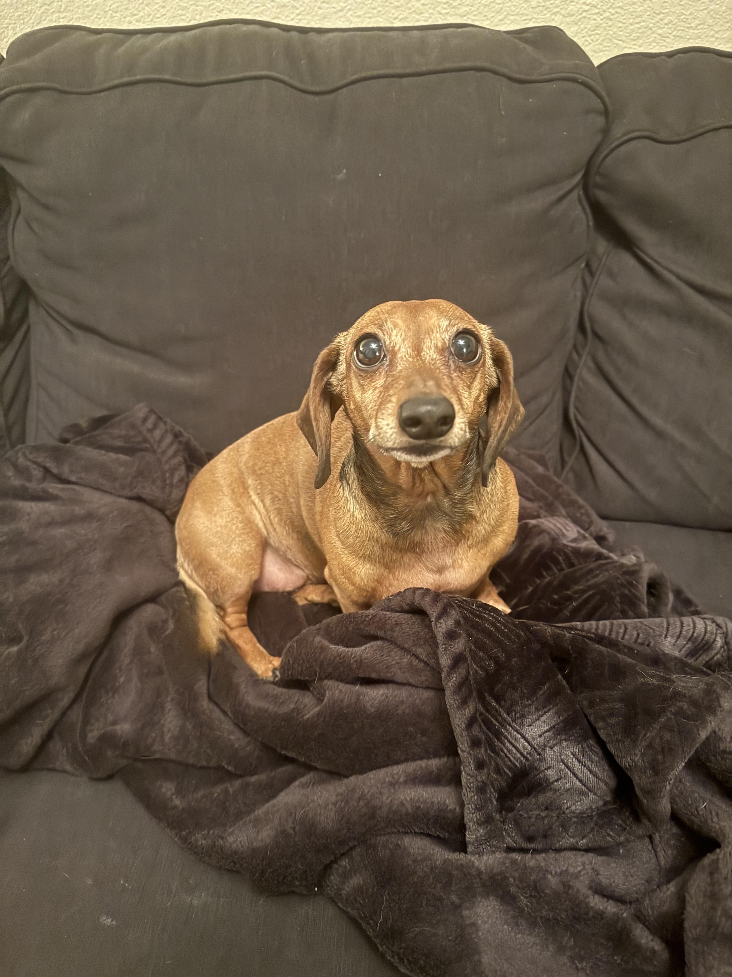 Enlarge Josie, a Adopted Dachshund in Twin Falls, ID image 3/4