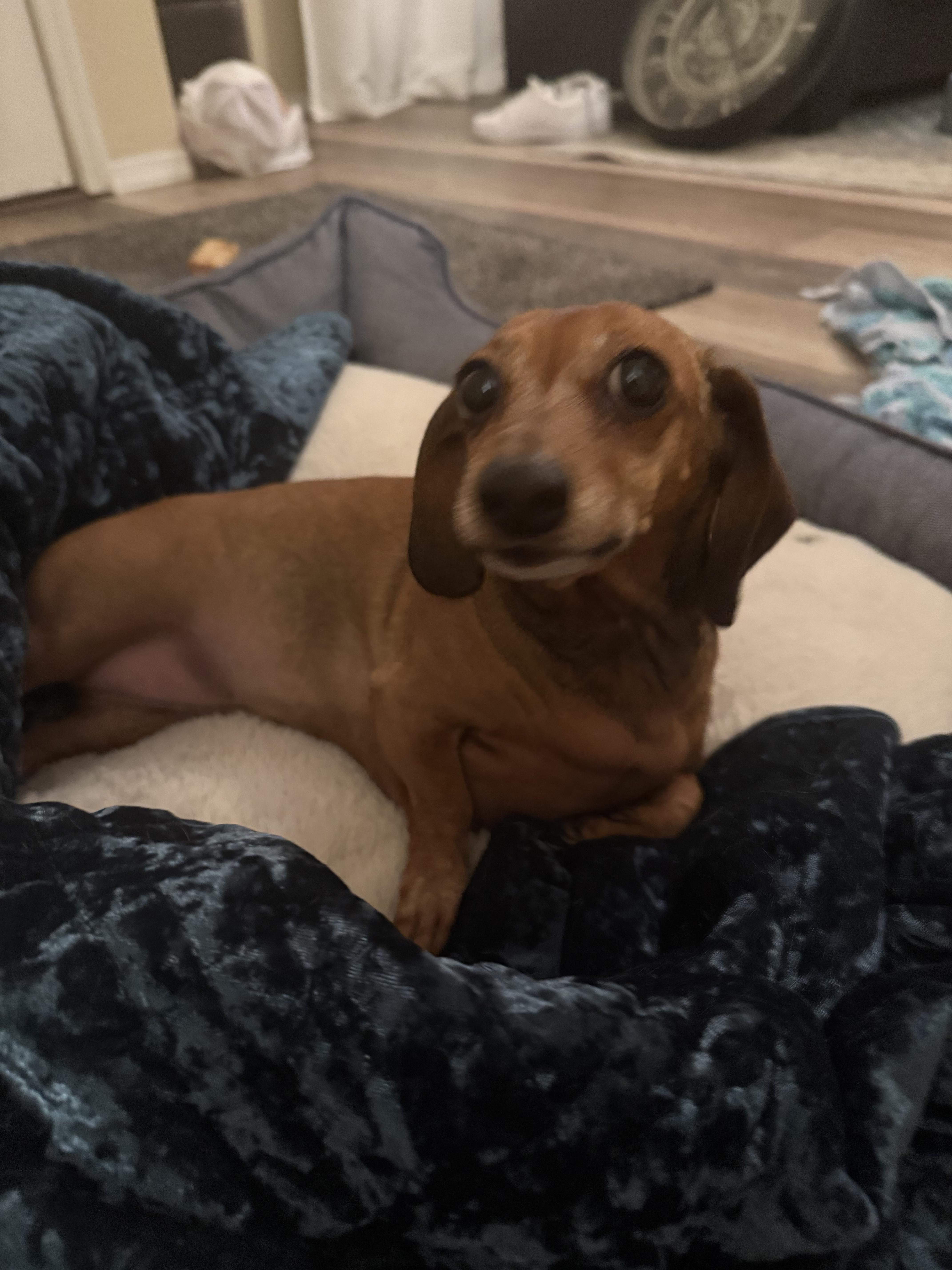 Enlarge Josie, a Adopted Dachshund in Twin Falls, ID image 4/4