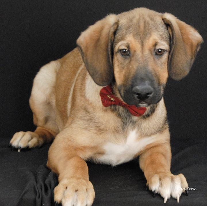 Veer, Adoptable, Young Male Beagle & Shepherd.