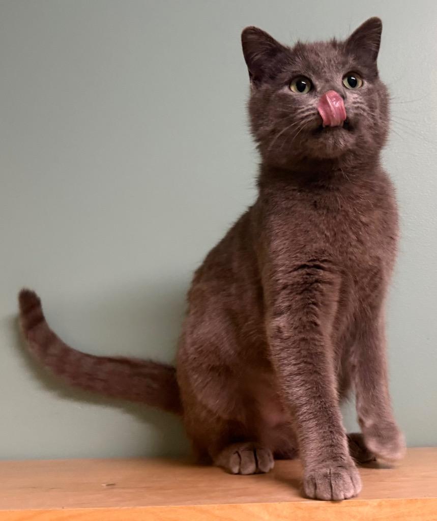 Enlarge Kourtney, a Adoptable Domestic Short Hair in Amery, WI image 2/3