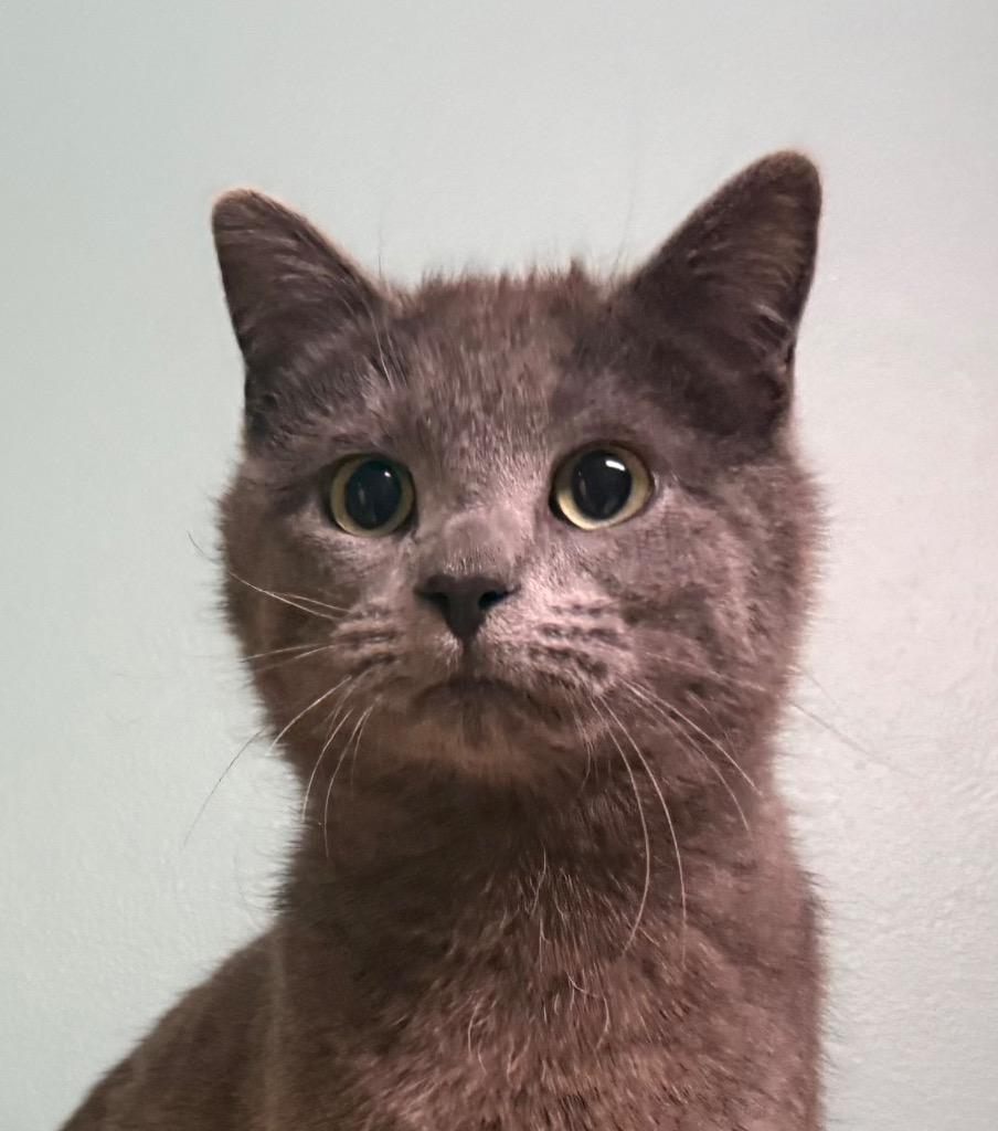 Enlarge Kourtney, a Adoptable Domestic Short Hair in Amery, WI image 1/3