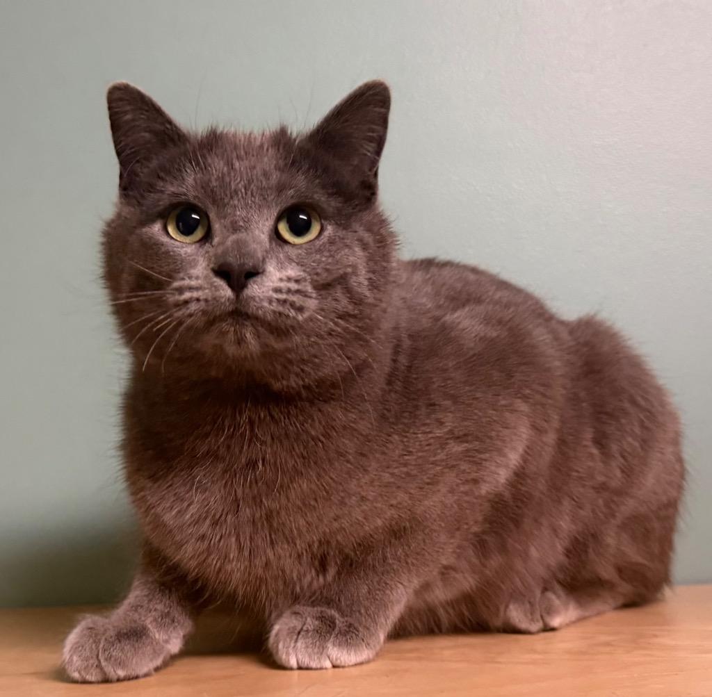 Enlarge Kourtney, a Adoptable Domestic Short Hair in Amery, WI image 3/3