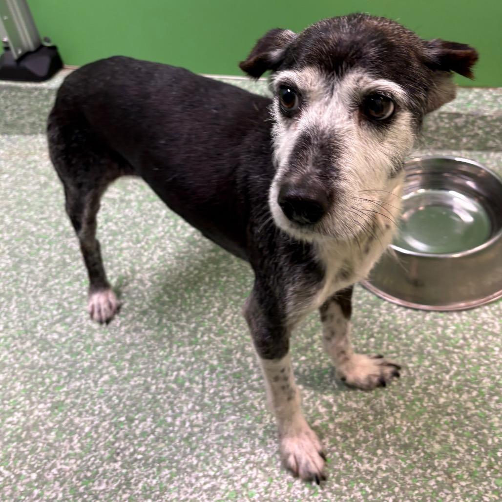 Blackie, Adoptable, Senior Female Schnauzer & Terrier.