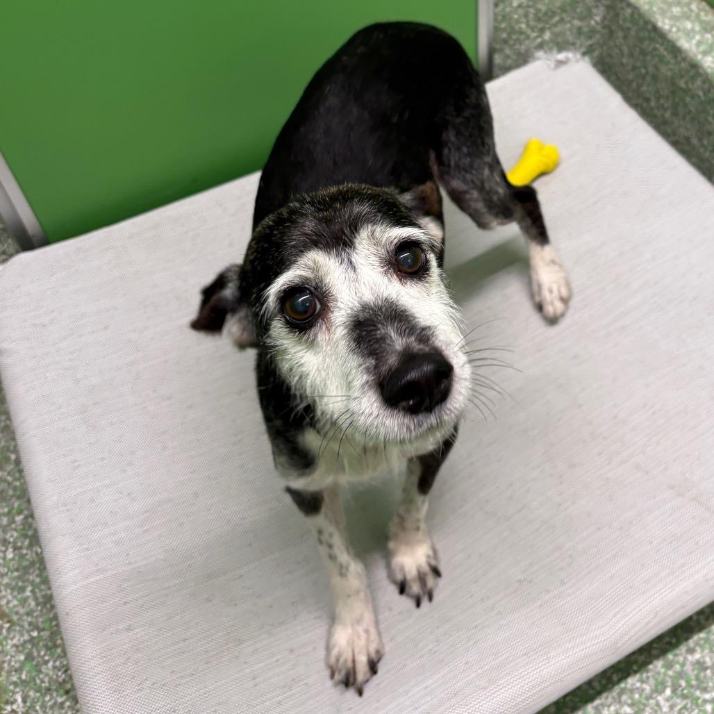 Enlarge Blackie, a Adoptable mixed breed in Calverton, NY image 2/2