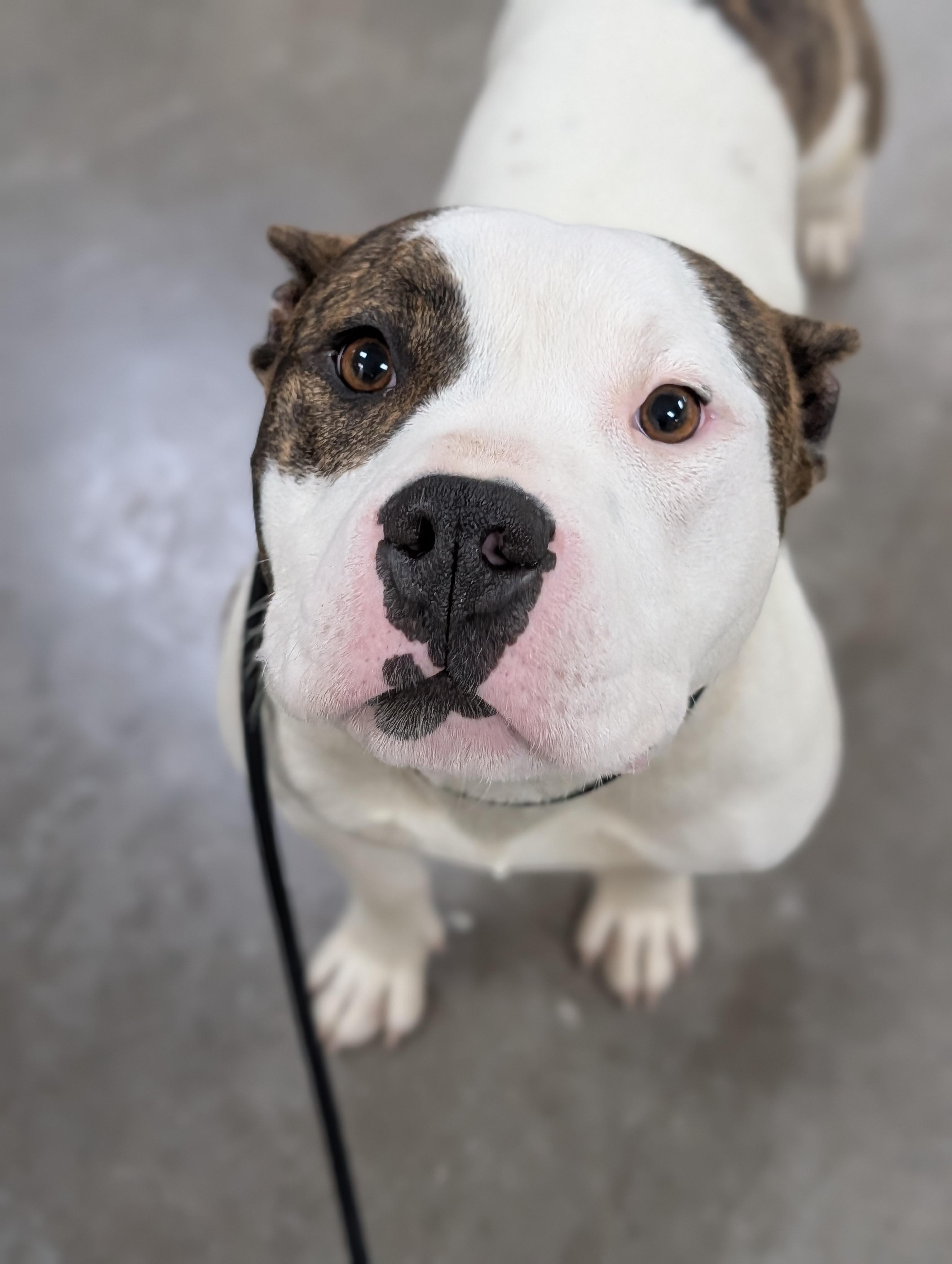 Fergie, adopted, Adult Female American Bully.