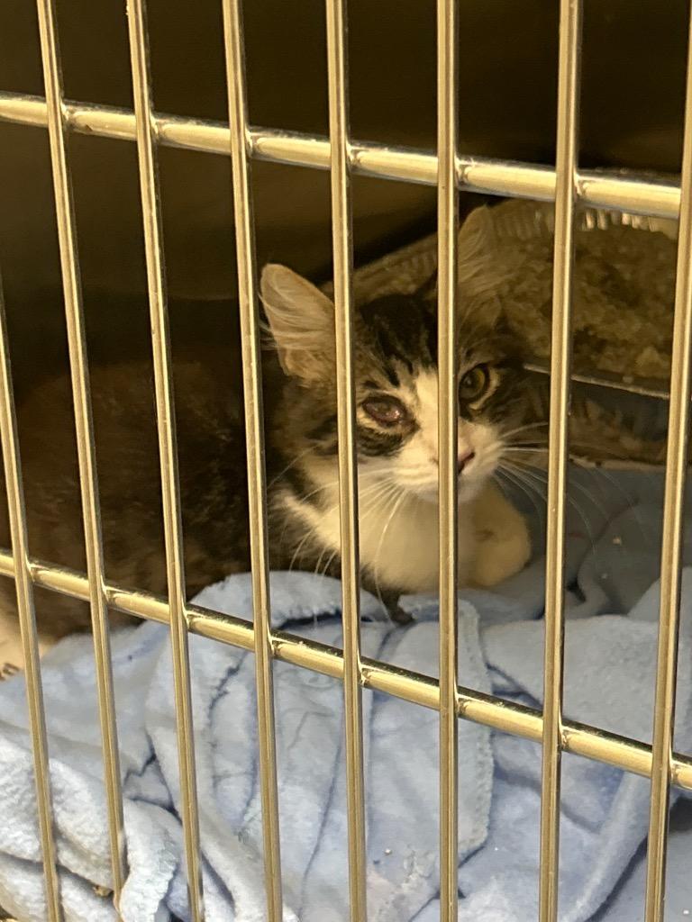 2026-07-147CX, Adoptable, Kitten Male Domestic Medium Hair.