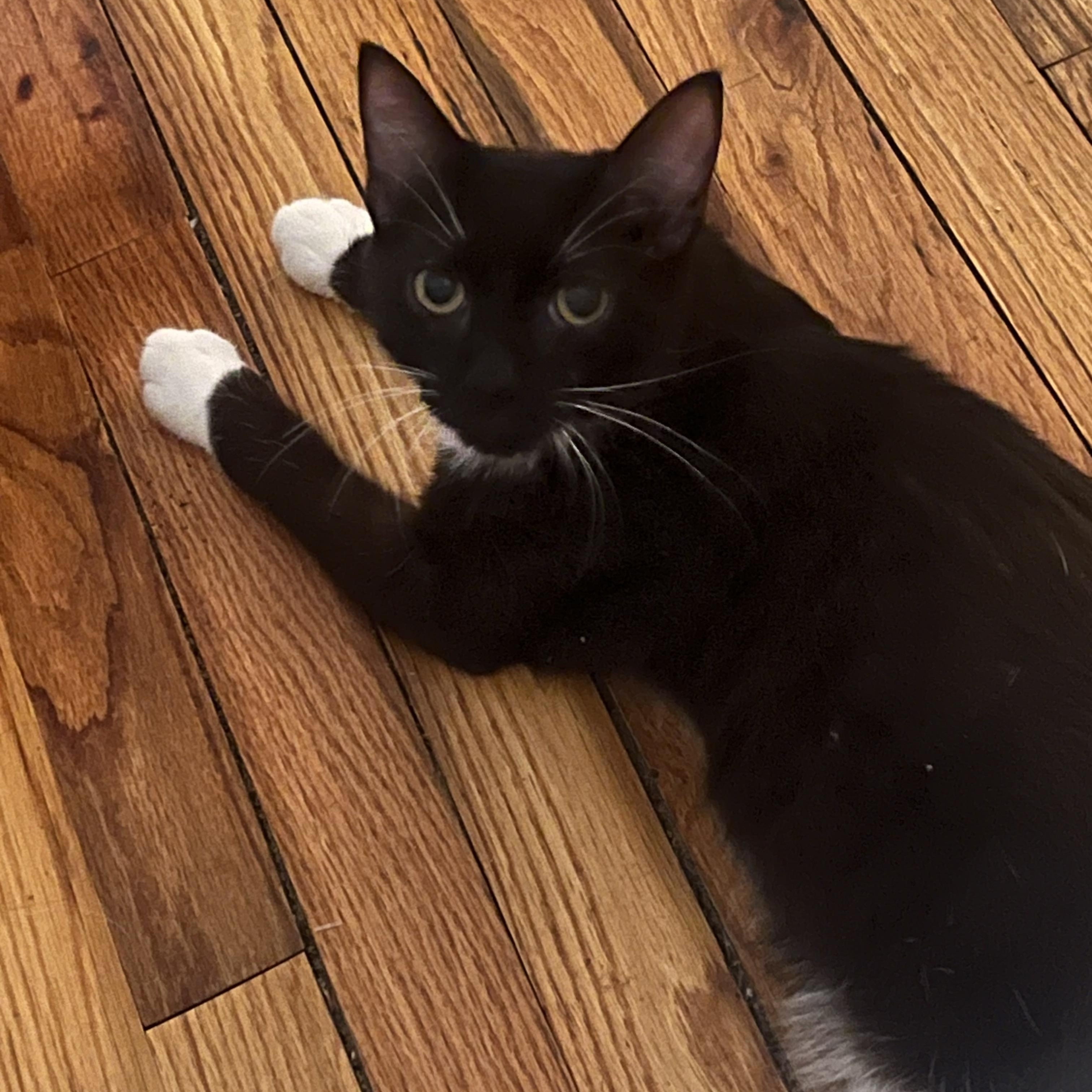 Rowan, an adopted Domestic Short Hair in Sussex, NJ image 3/3