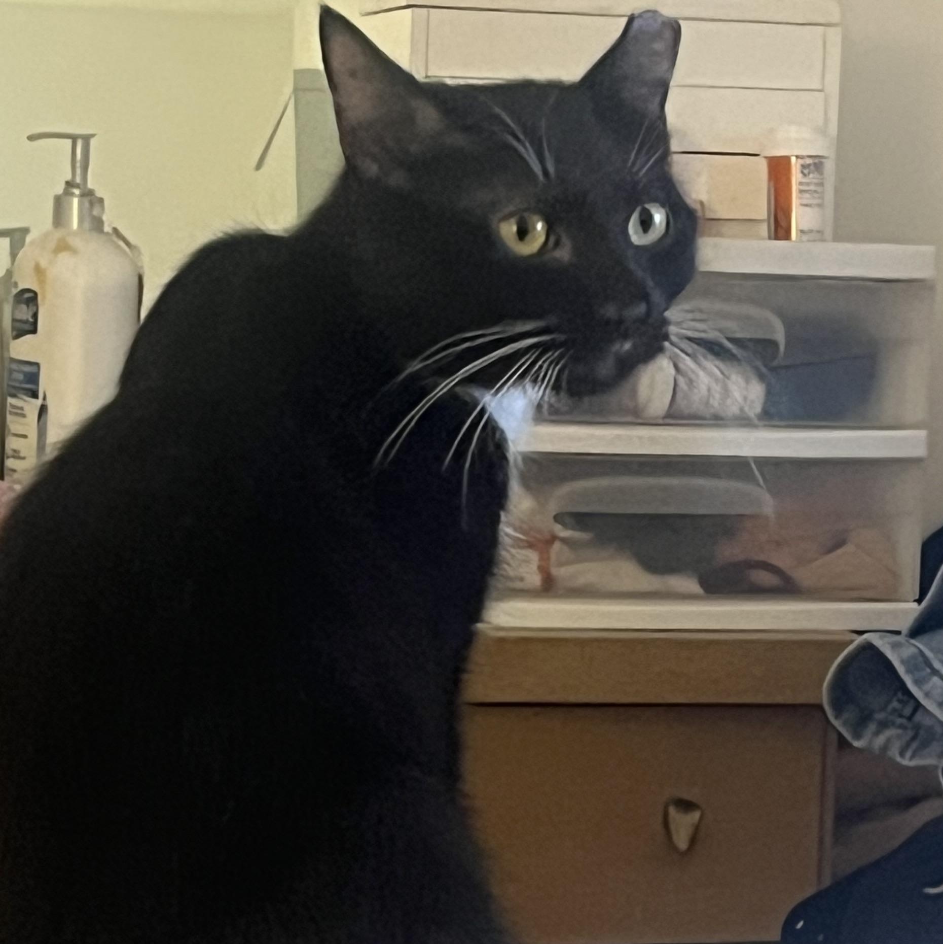 Rowan, an adopted Domestic Short Hair in Sussex, NJ image 2/3