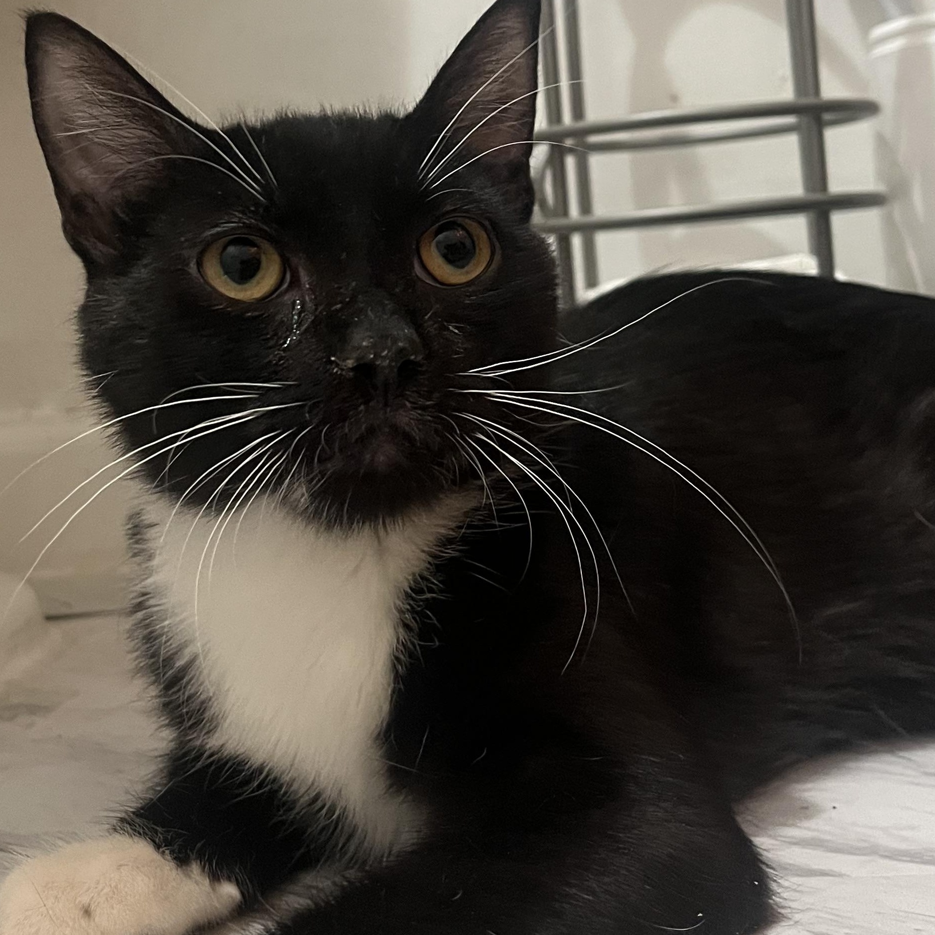 Rowan, an adopted Domestic Short Hair in Sussex, NJ image 1/3