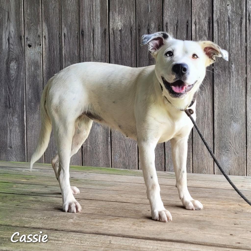 Enlarge Cassie, a Adoptable mixed breed in Madisonville, TN image 1/6