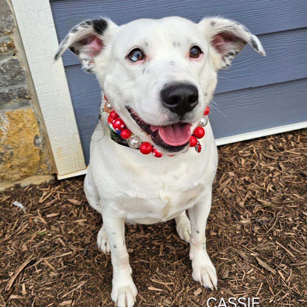 Enlarge Cassie, a Adoptable mixed breed in Madisonville, TN image 2/6