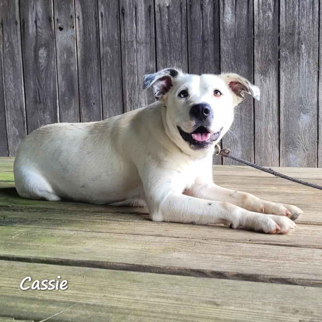 Enlarge Cassie, a Adoptable mixed breed in Madisonville, TN image 5/6