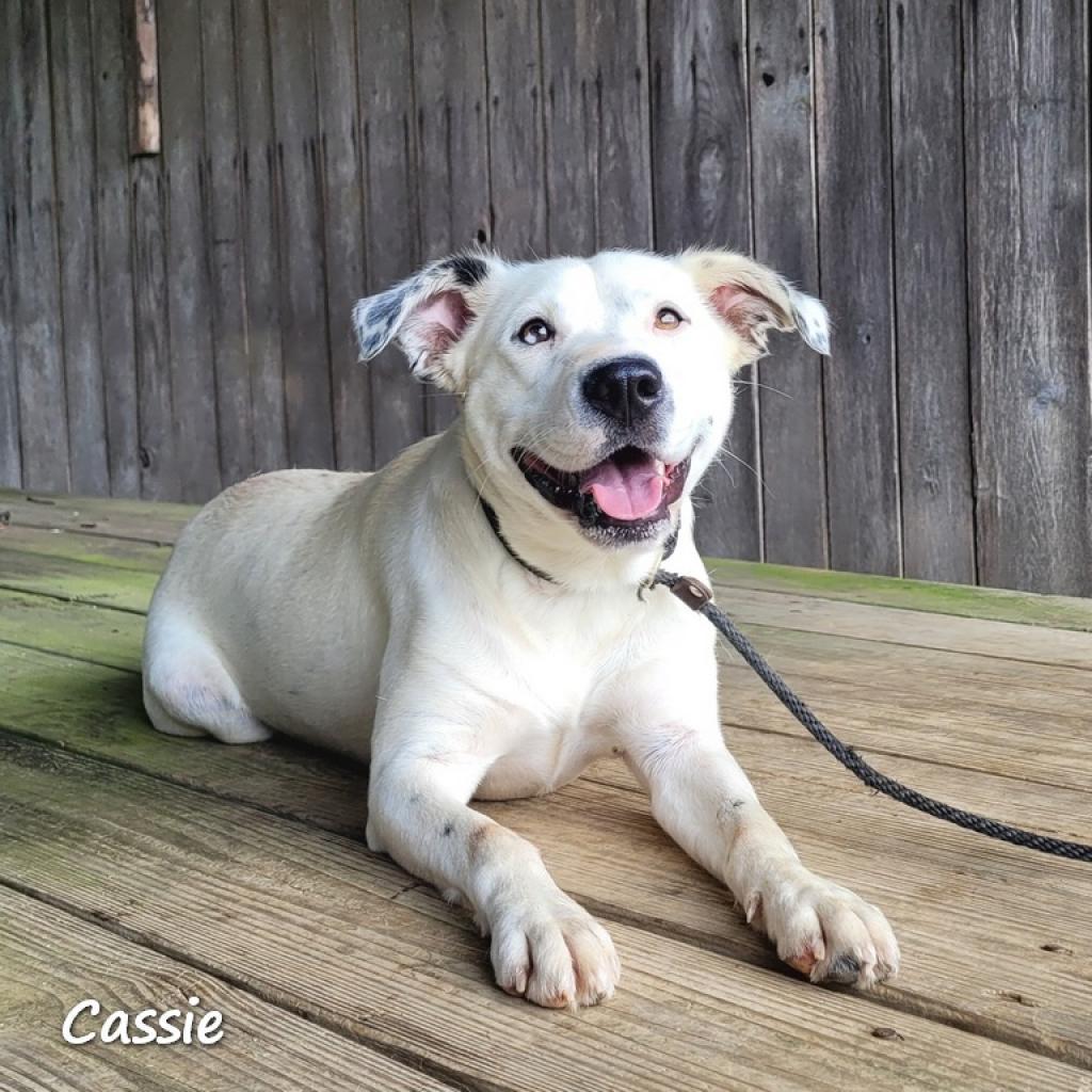 Enlarge Cassie, a Adoptable mixed breed in Madisonville, TN image 6/6