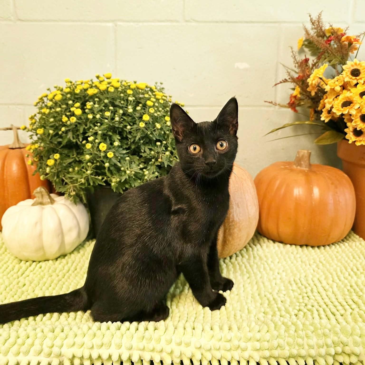 Enlarge Linda, a Adoptable Domestic Short Hair in Umatilla, FL image 1/5