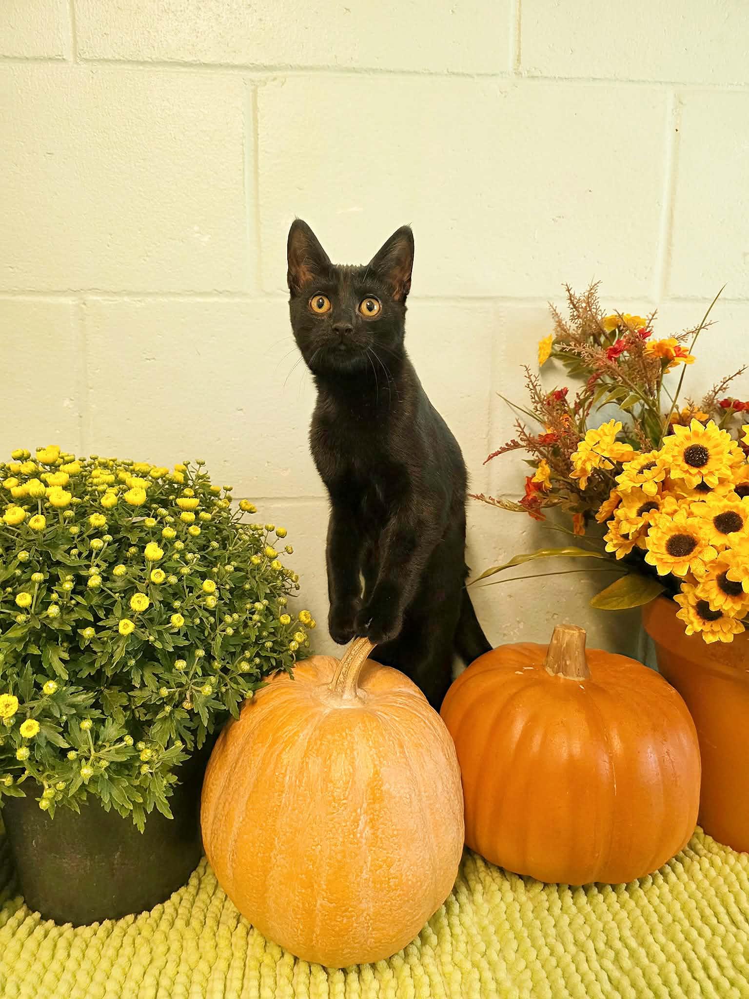 Enlarge Linda, a Adoptable Domestic Short Hair in Umatilla, FL image 2/5