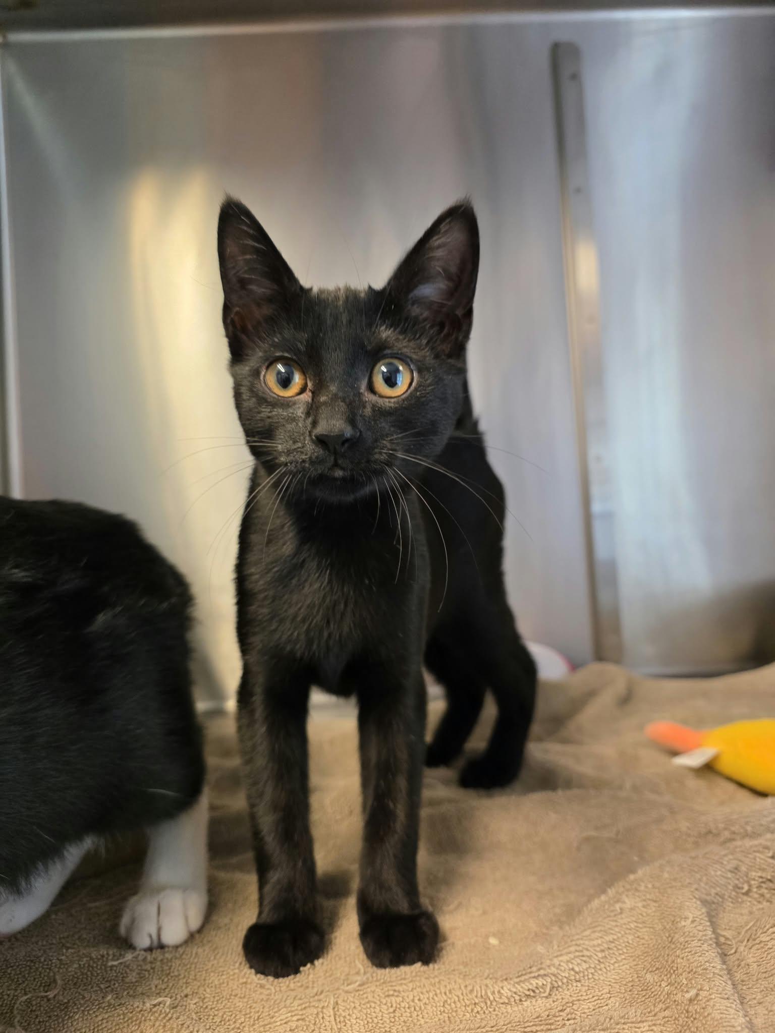 Enlarge Linda, a Adoptable Domestic Short Hair in Umatilla, FL image 4/5