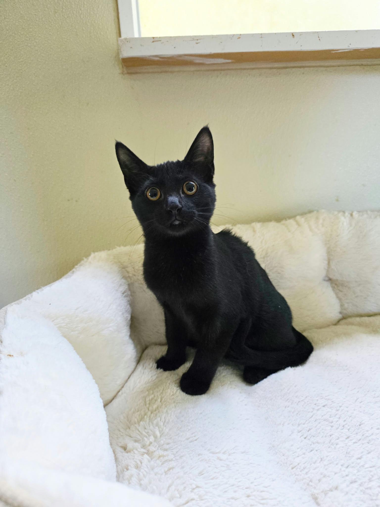 Enlarge Linda, a Adoptable Domestic Short Hair in Umatilla, FL image 5/5
