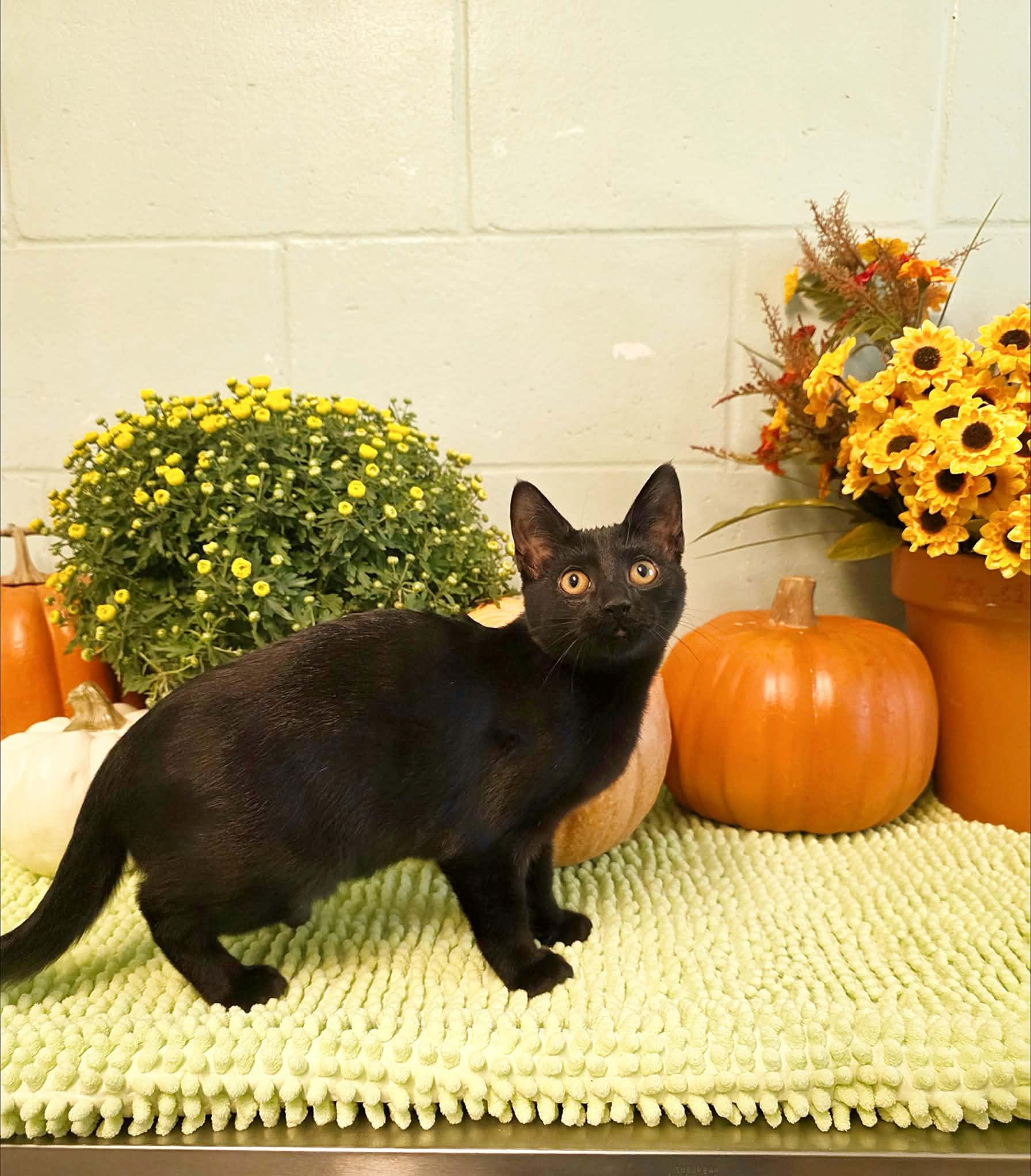 Enlarge Linda, a Adoptable Domestic Short Hair in Umatilla, FL image 3/5