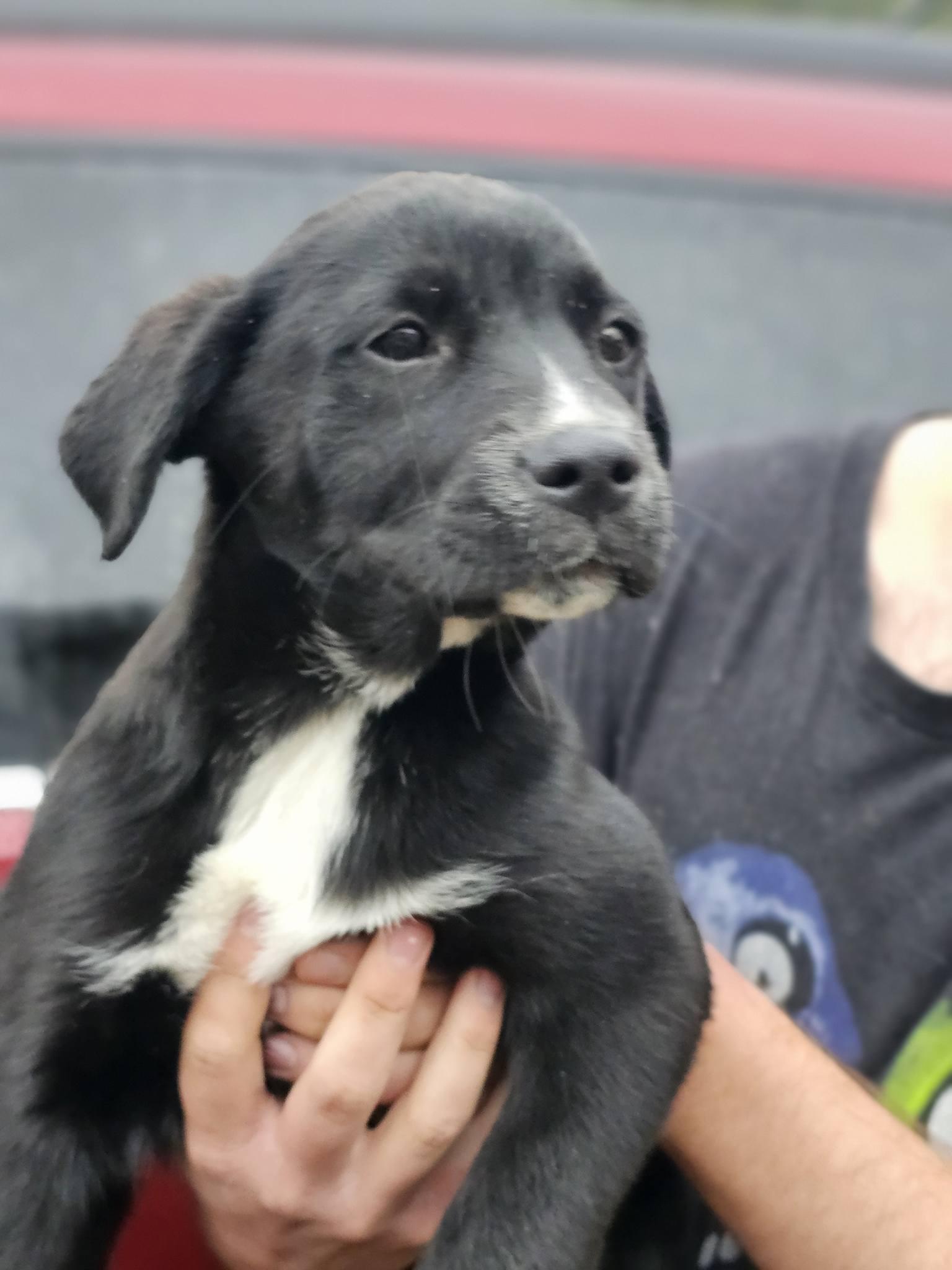 Enlarge Fleur, an adopted Black Labrador Retriever in Fort Payne, AL image 3/5
