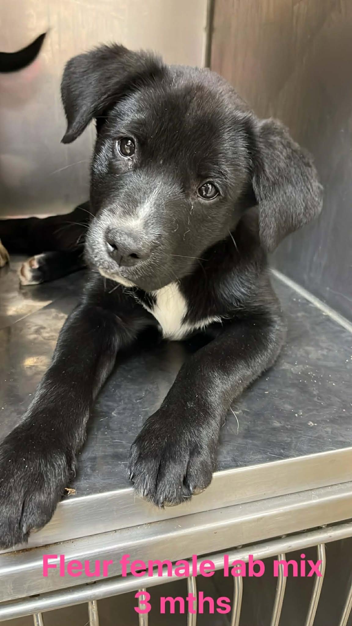 Enlarge Fleur, an adopted Black Labrador Retriever in Fort Payne, AL image 2/5
