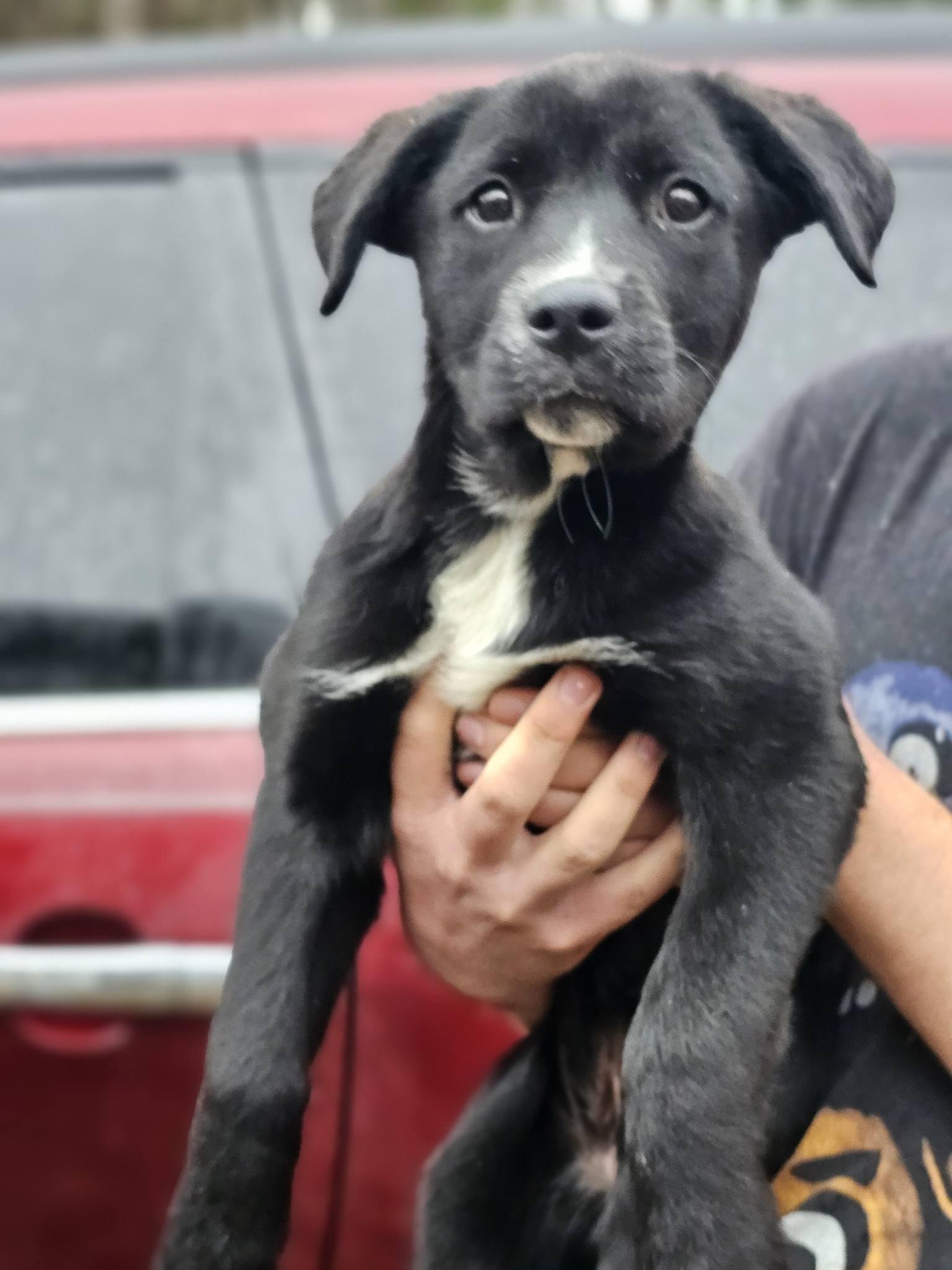 Enlarge Fleur, an adopted Black Labrador Retriever in Fort Payne, AL image 4/5