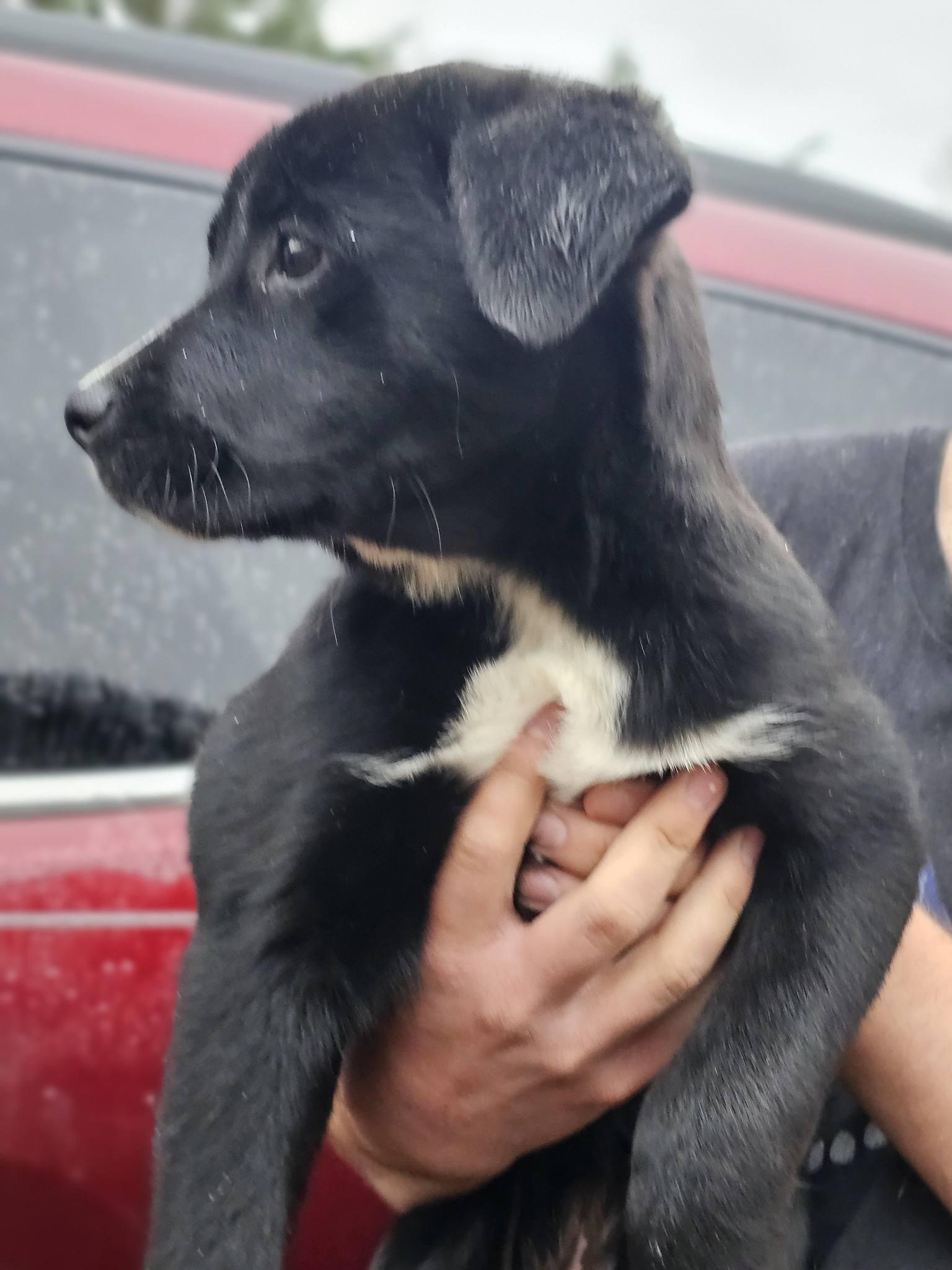 Enlarge Fleur, an adopted Black Labrador Retriever in Fort Payne, AL image 5/5