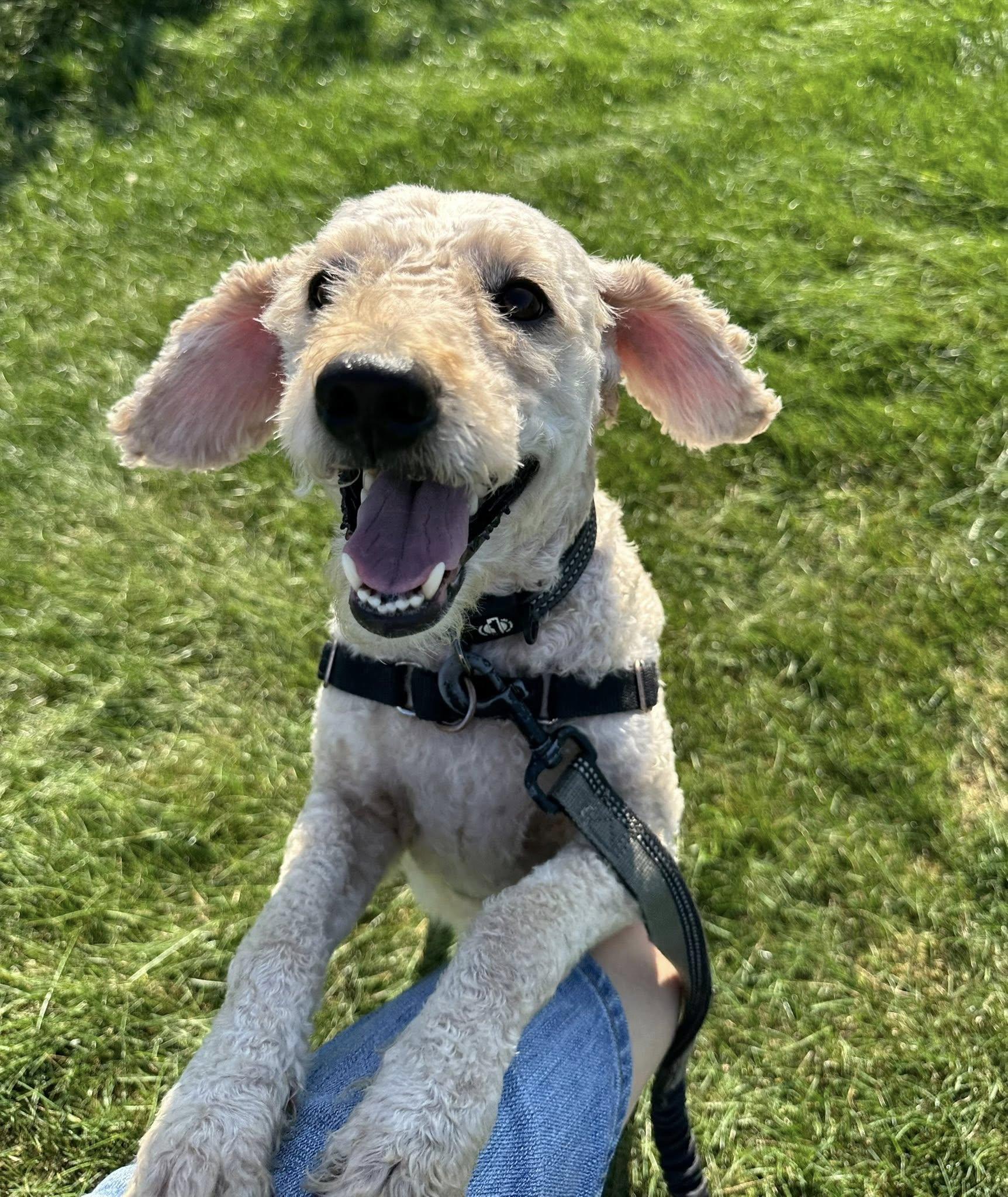 Sinatra-Foster Home Needed, an adoptable Goldendoodle in Hartland, WI, 53029 | Photo Image 2