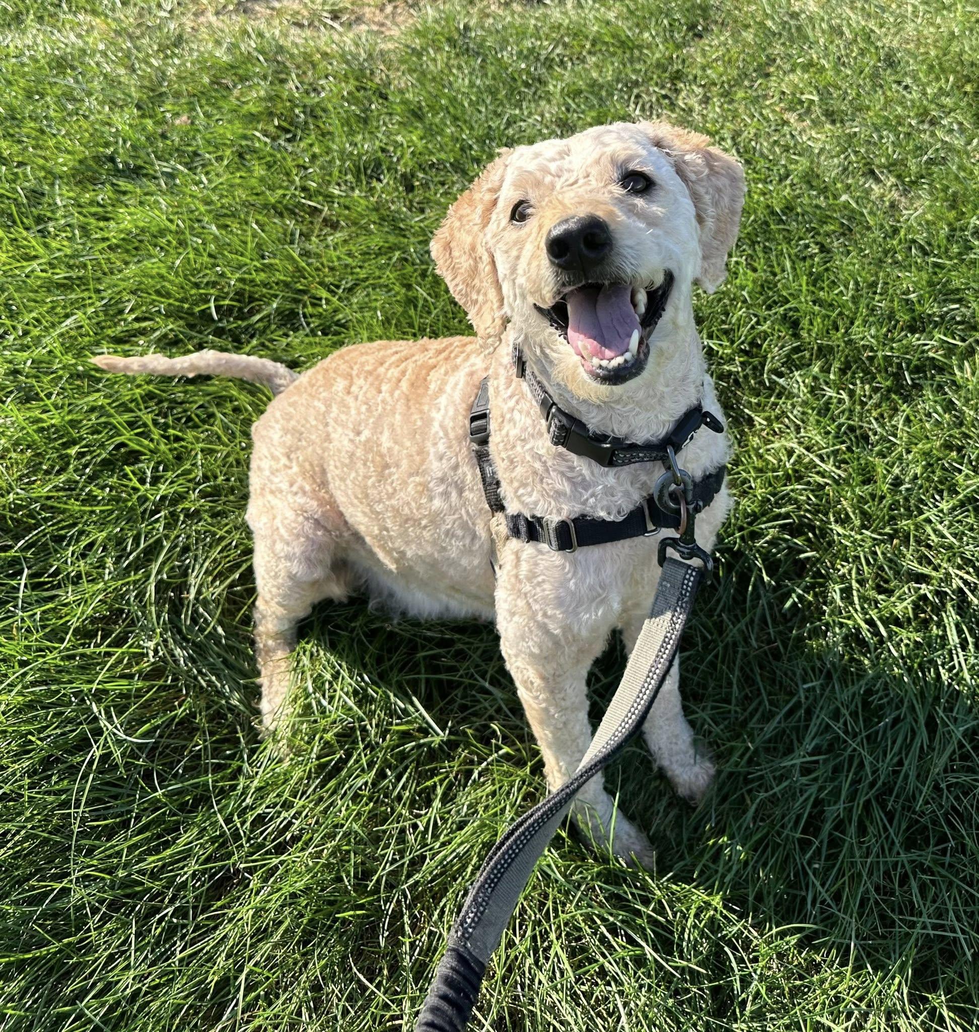 Sinatra-Foster Home Needed, an adoptable Goldendoodle in Hartland, WI, 53029 | Photo Image 3