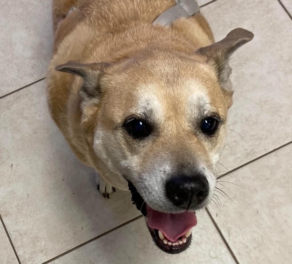 Enlarge LAYLA, a Adoptable Black Mouth Cur in Fort Pierce, FL image 1/3