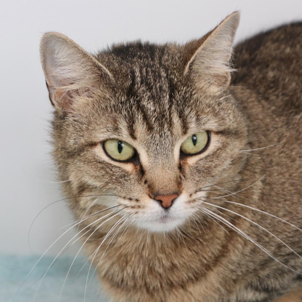 EmPurrress Hairball, Adoptable, Adult Female Domestic Short Hair.
