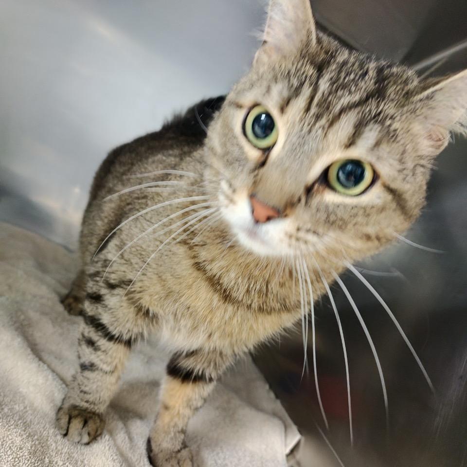 Enlarge EmPurrress Hairball, a Adoptable Domestic Short Hair in Allentown, PA image 2/2